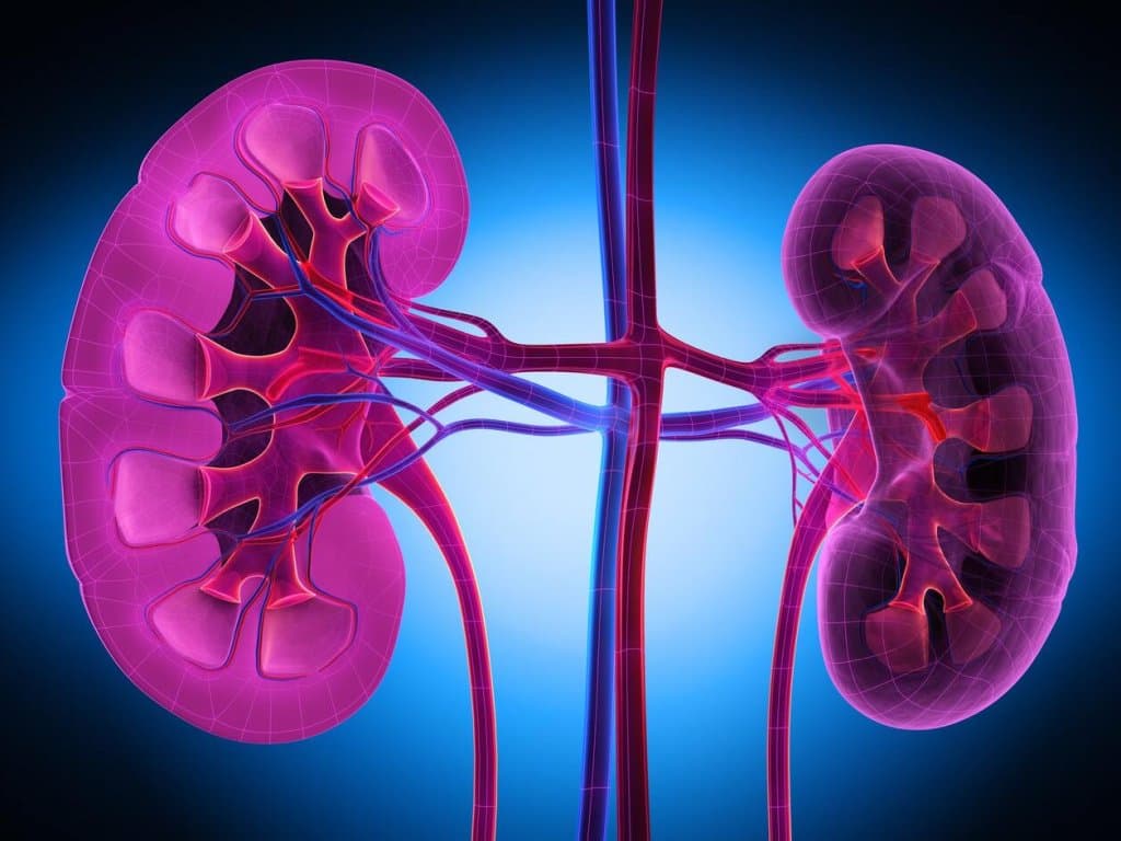 ACSL4 predicts rapid kidney decline in DKD patients
