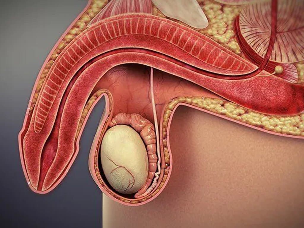 RAR and Erectile Dysfunction: J-Shaped Association