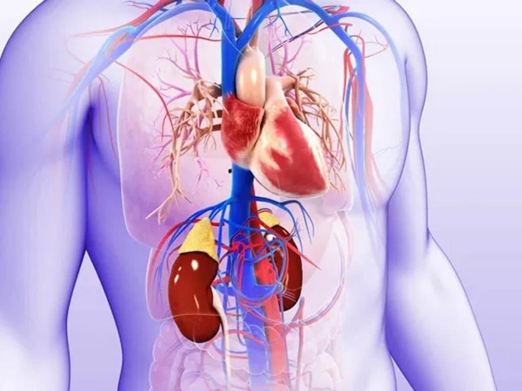 Calcium levels are linked to mortality in AMI patients with CKM syndrome