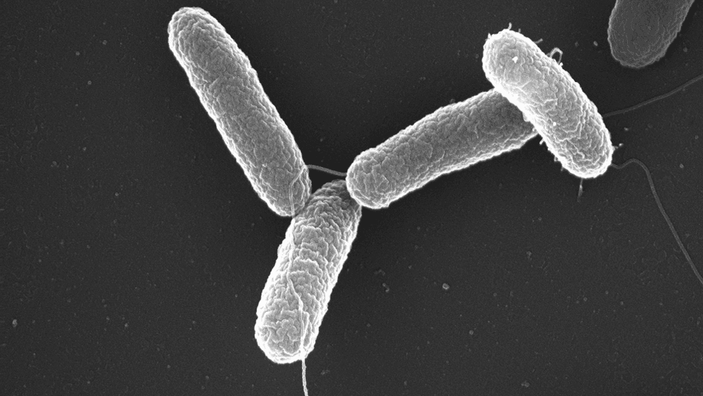 Antibiotic Combinations Improve Options for Drug-Resistant Typhoid in South Asia
